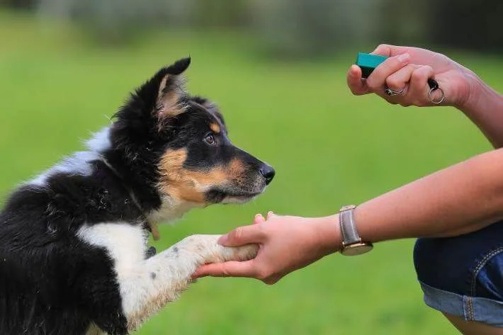 Yavru Köpek Eğitimi Ne Zaman Başlamalı? İlk 6 Ayda Dikkat Edilmesi Gerekenler
